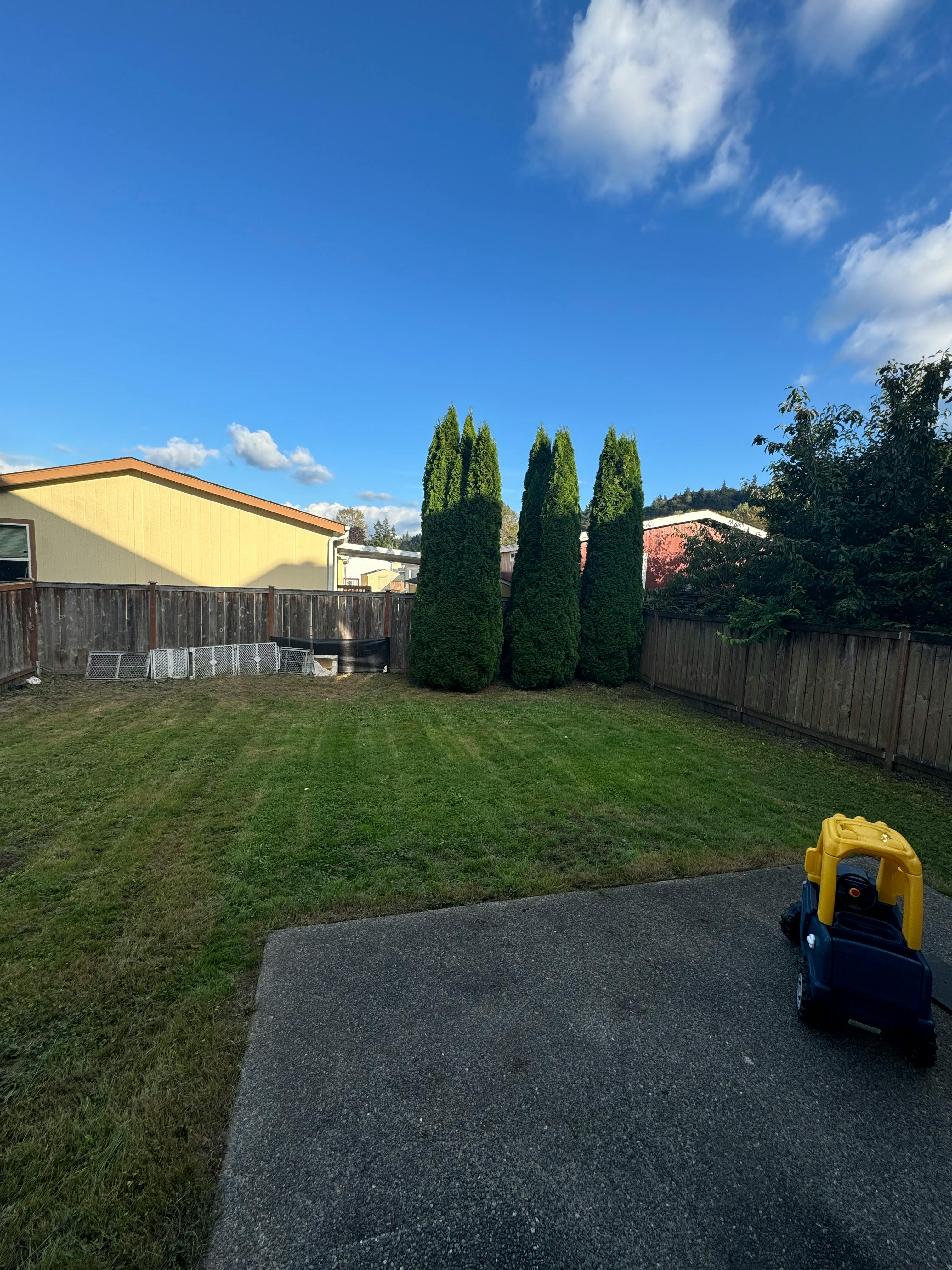 Backyard with green grass, a wooden fence, and tall evergreen trees