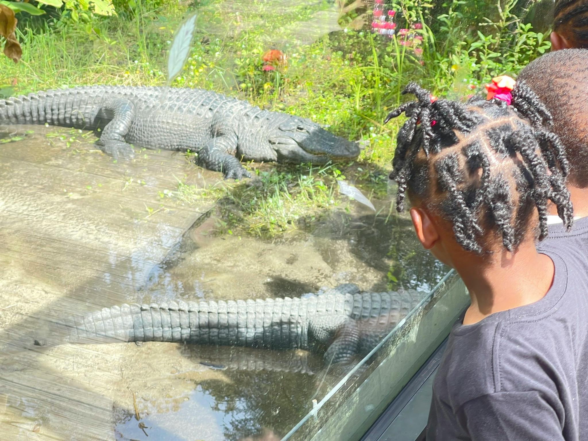 Child looking at an alligator in an enclosure
