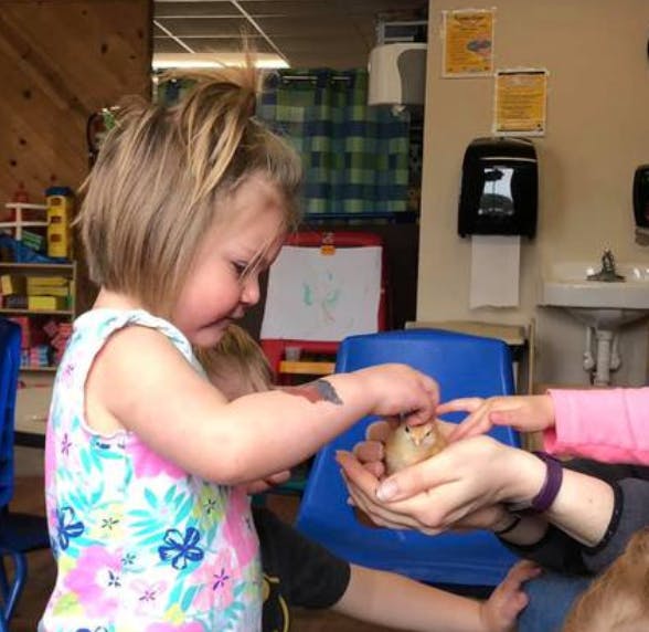 Child touching a small chick held in a person's hands