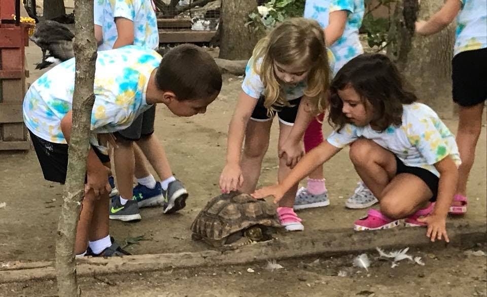 Children gathered around a tortoise on the ground
