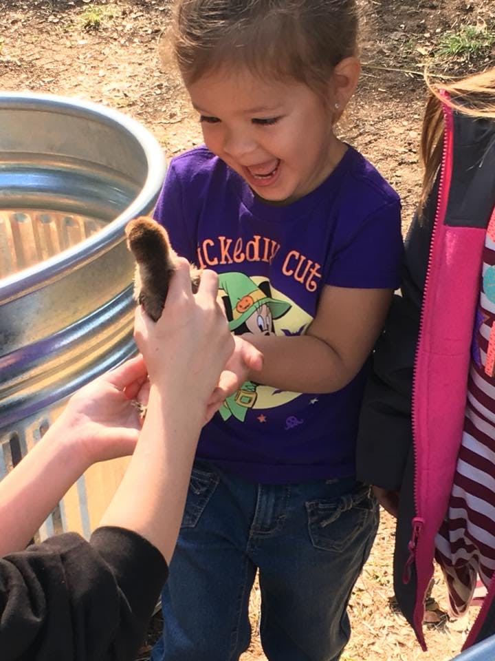 Child looking at a chick held in hands