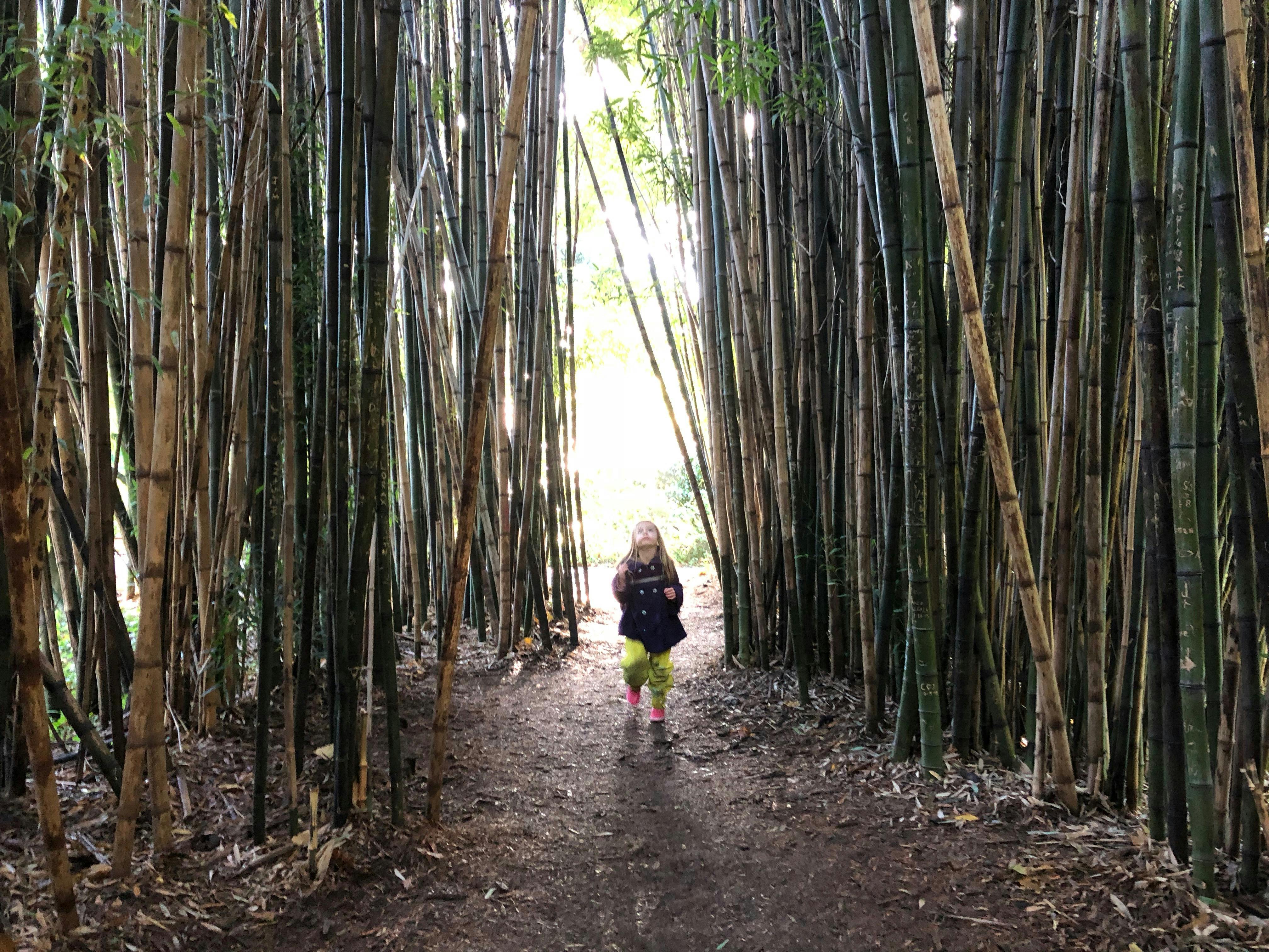Child walking on a path through tall bamboo