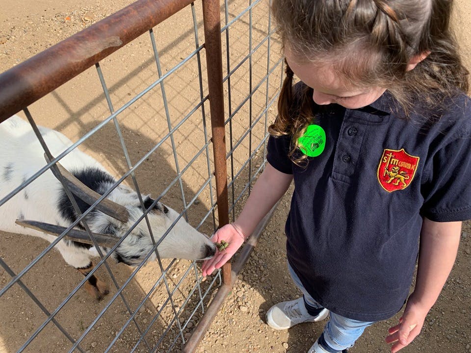 Child feeding a goat through a fence