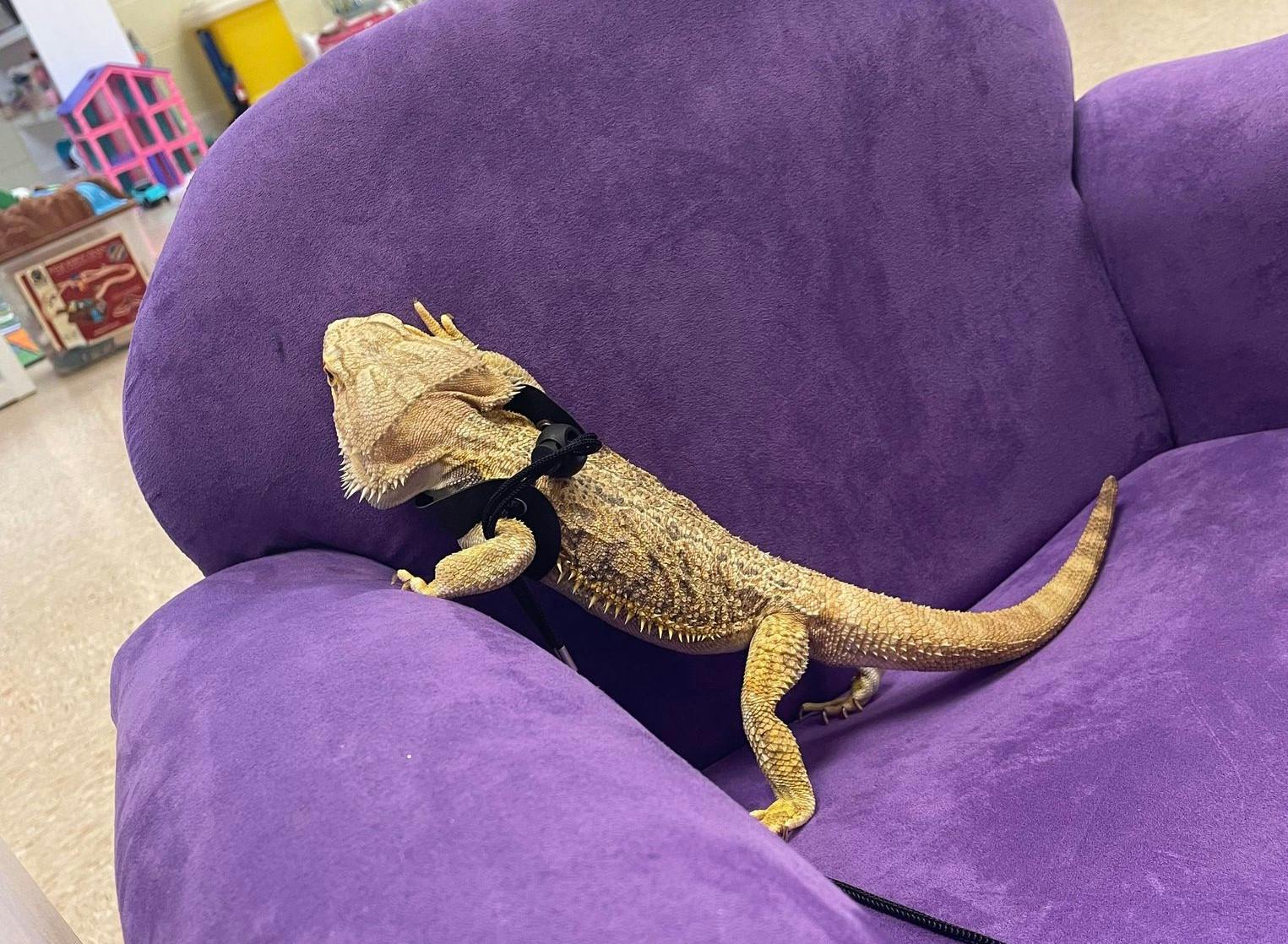 Bearded dragon wearing a harness on a purple chair