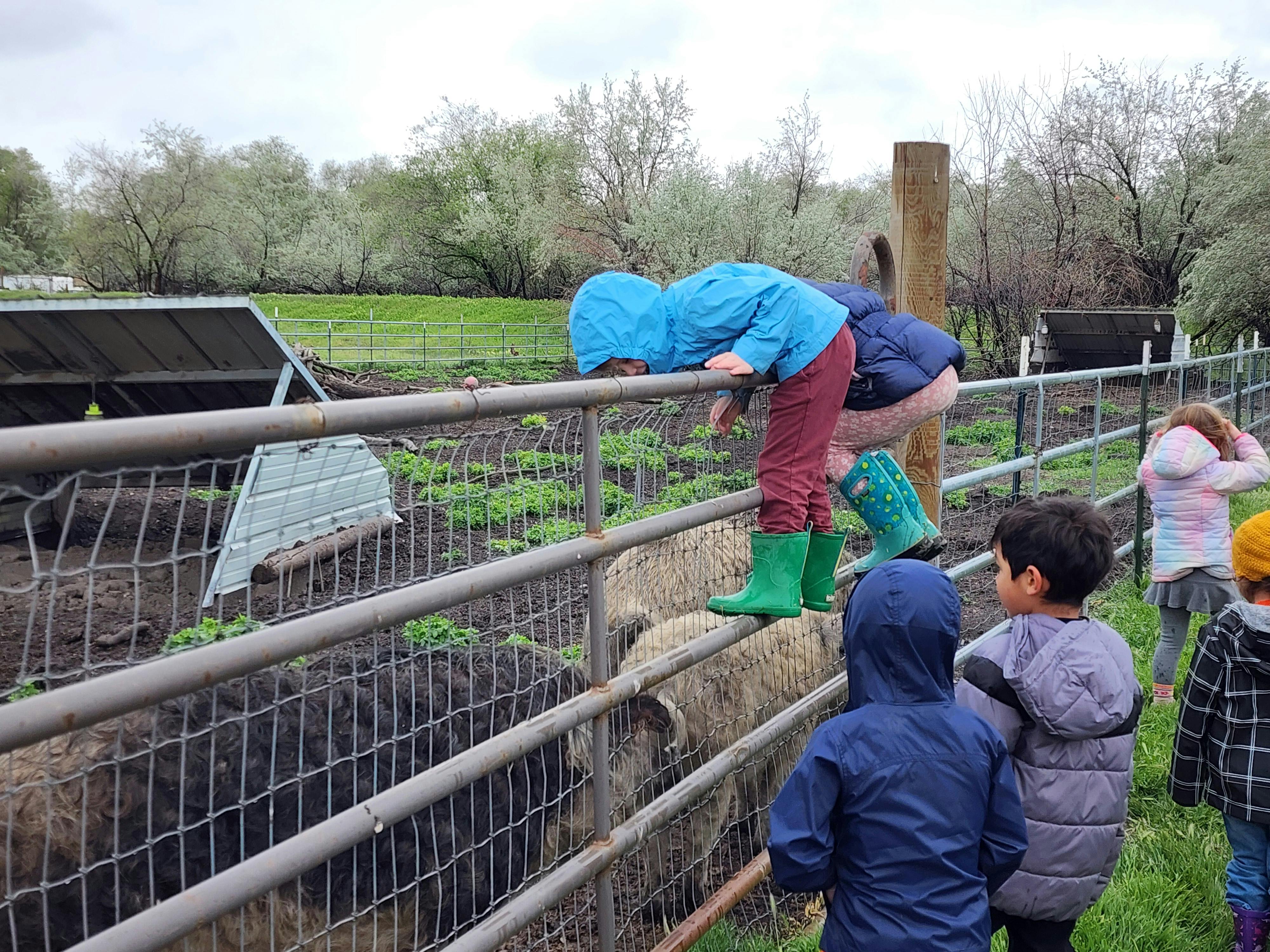 Children looking at animals in a fenced enclosure