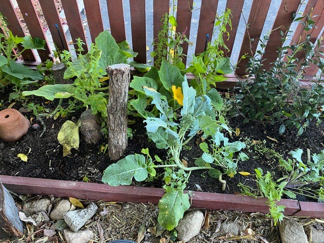 Garden bed with young vegetable plants and wooden stakes