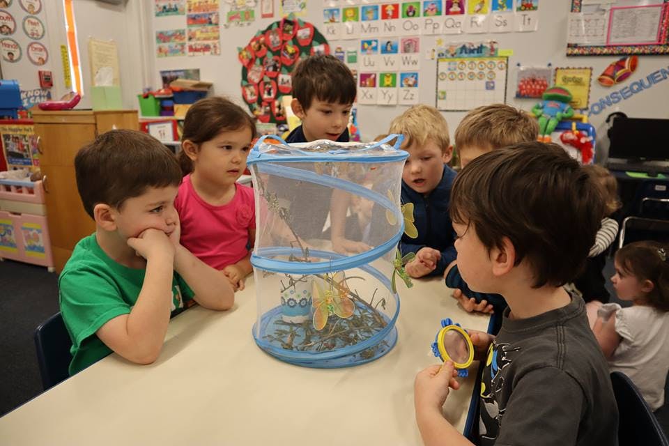 Children gathered around a butterfly habitat in a classroom
