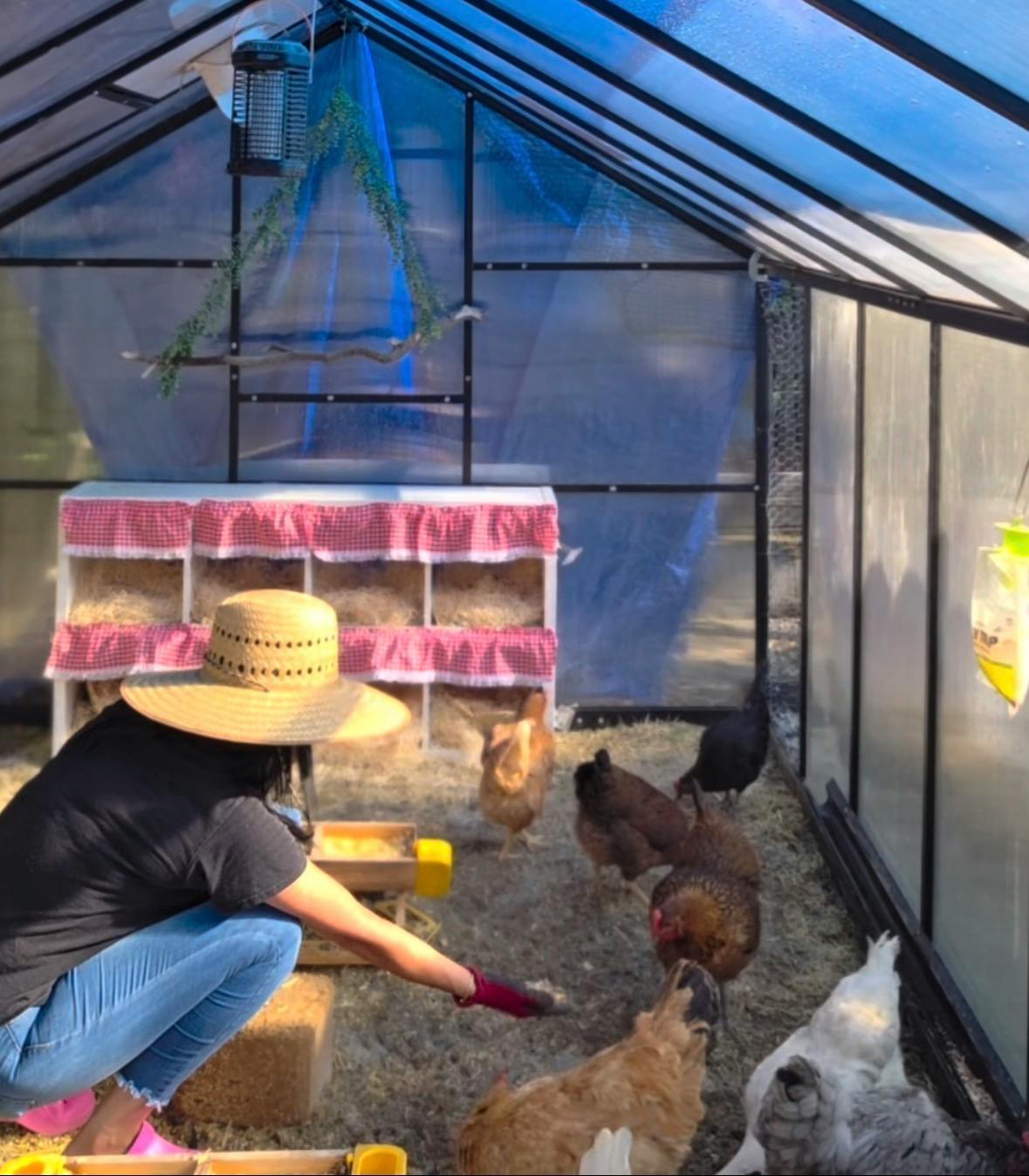 Person in a straw hat crouching to feed chickens inside a greenhouse