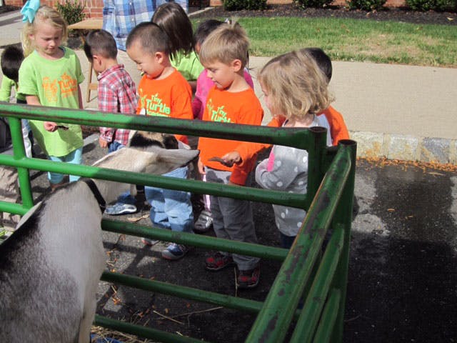 Children looking at a goat through a green fence
