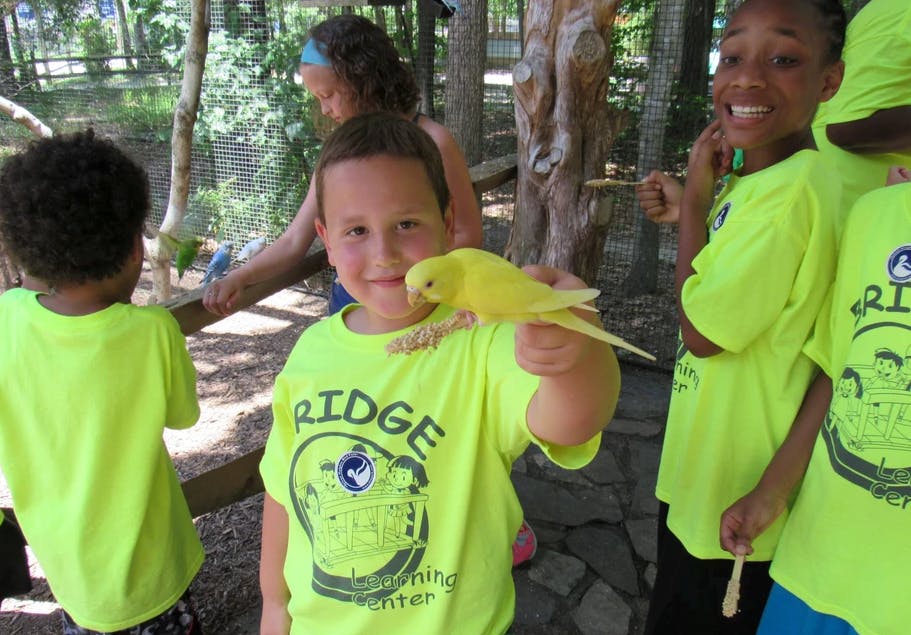 Child holding a yellow bird on their hand