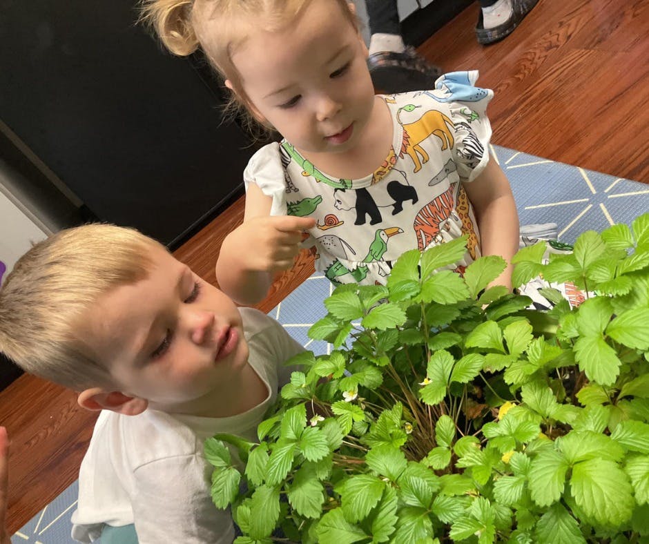 Two children looking at a plant with green leaves