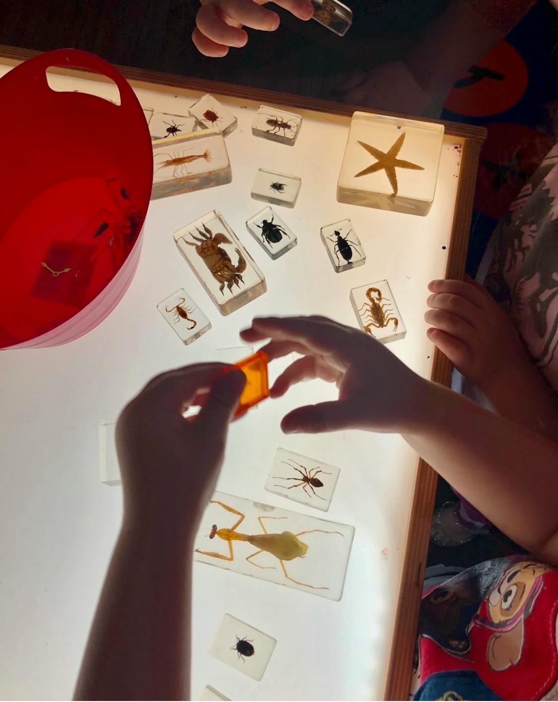 People examining insect specimens on a light table