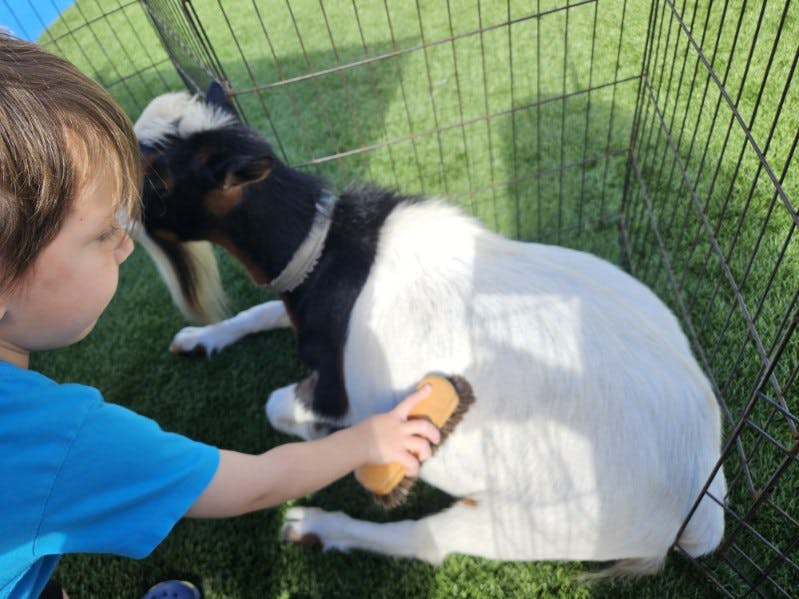 Child brushing a goat
