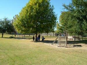 People gathered under a large tree in a park with playground equipment