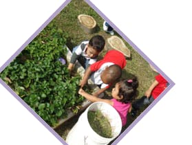 Children harvesting plants in a garden