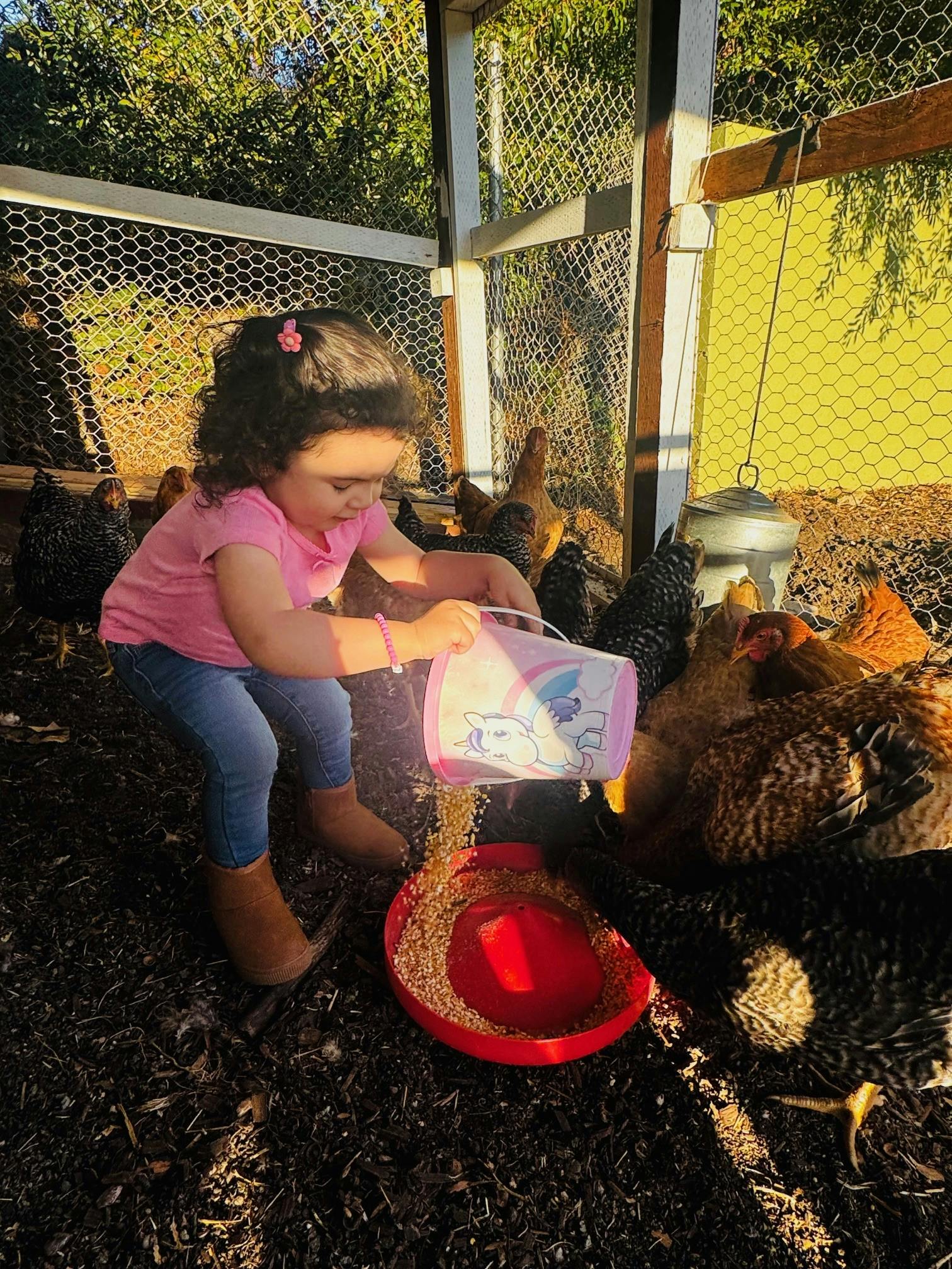 Child pouring feed into a red bowl for chickens in a coop