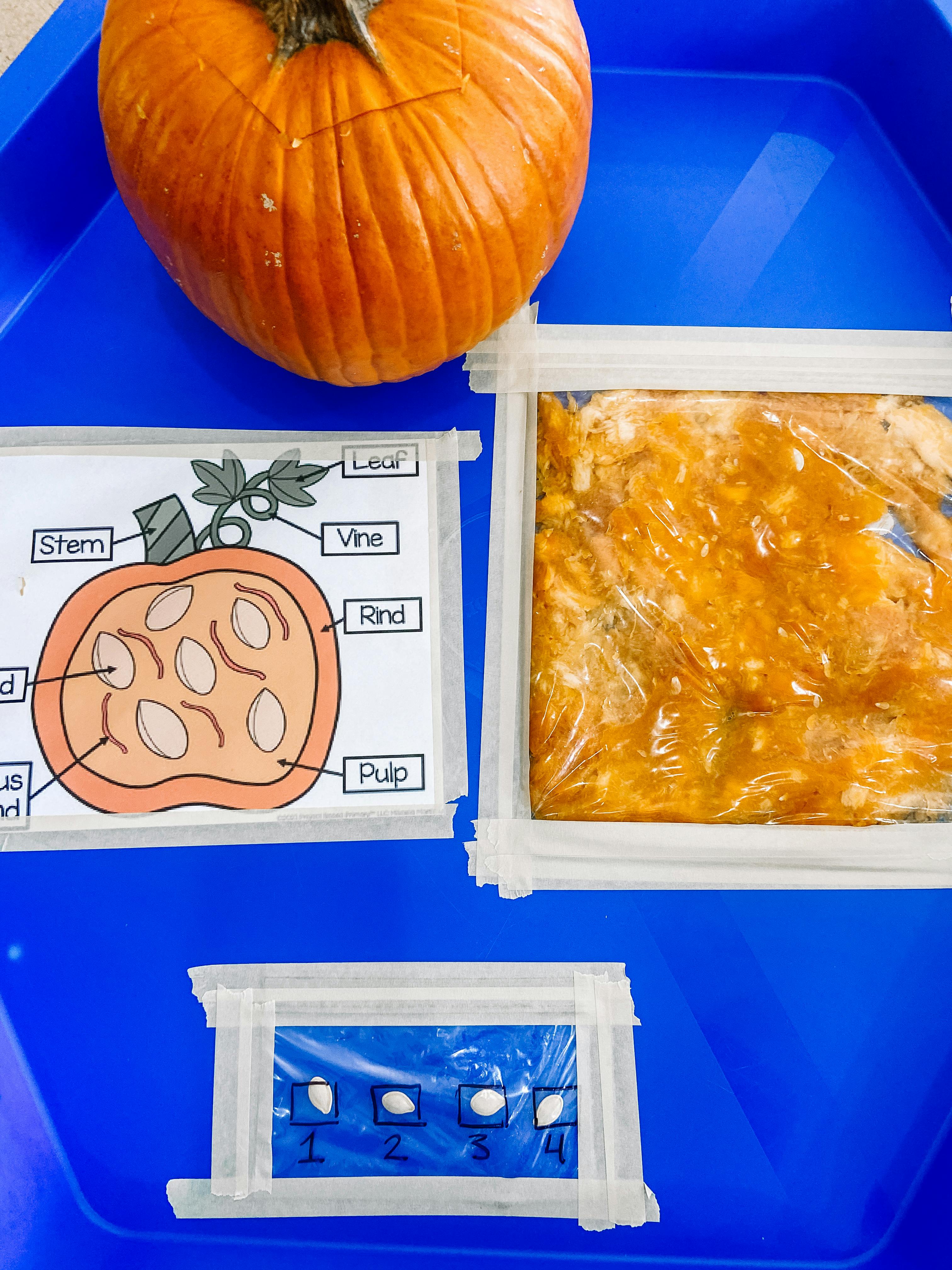 Pumpkin and pumpkin parts activity with pulp and seeds in bags