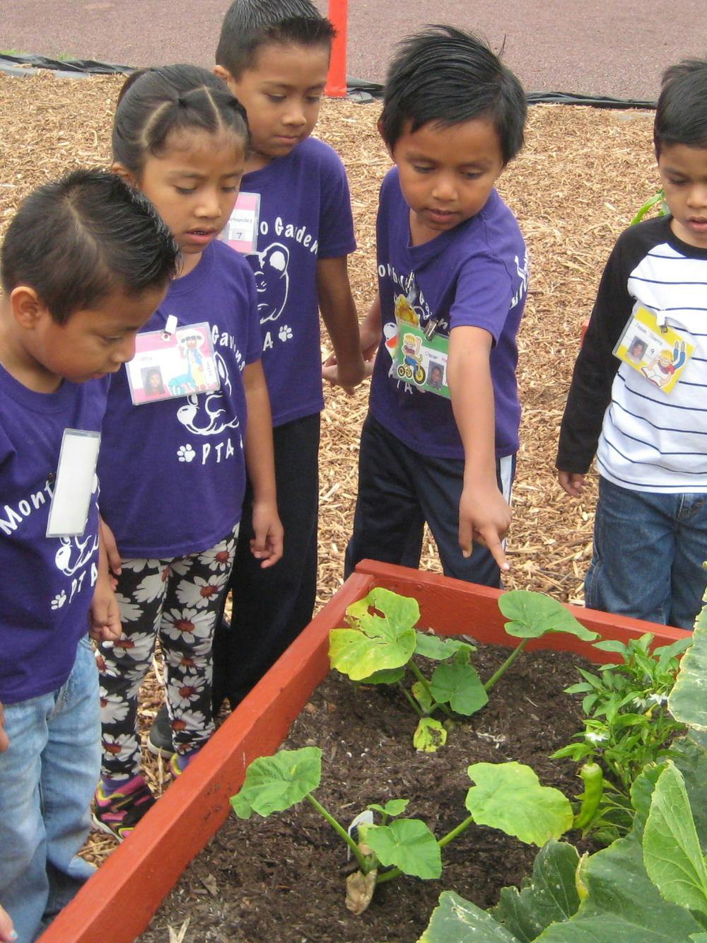 Children looking at plants in a raised garden bed