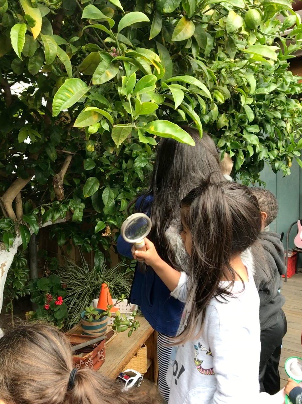 Child holding a magnifying glass looking at a plant