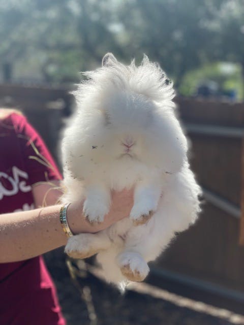 Person holding a fluffy white rabbit