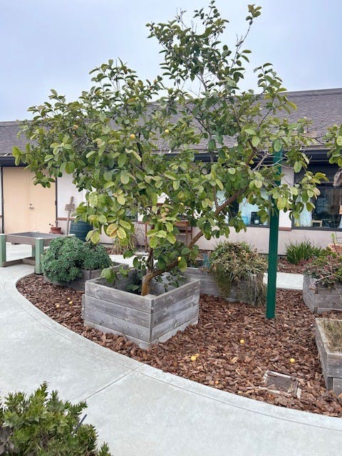 Lemon tree in a wooden planter bed