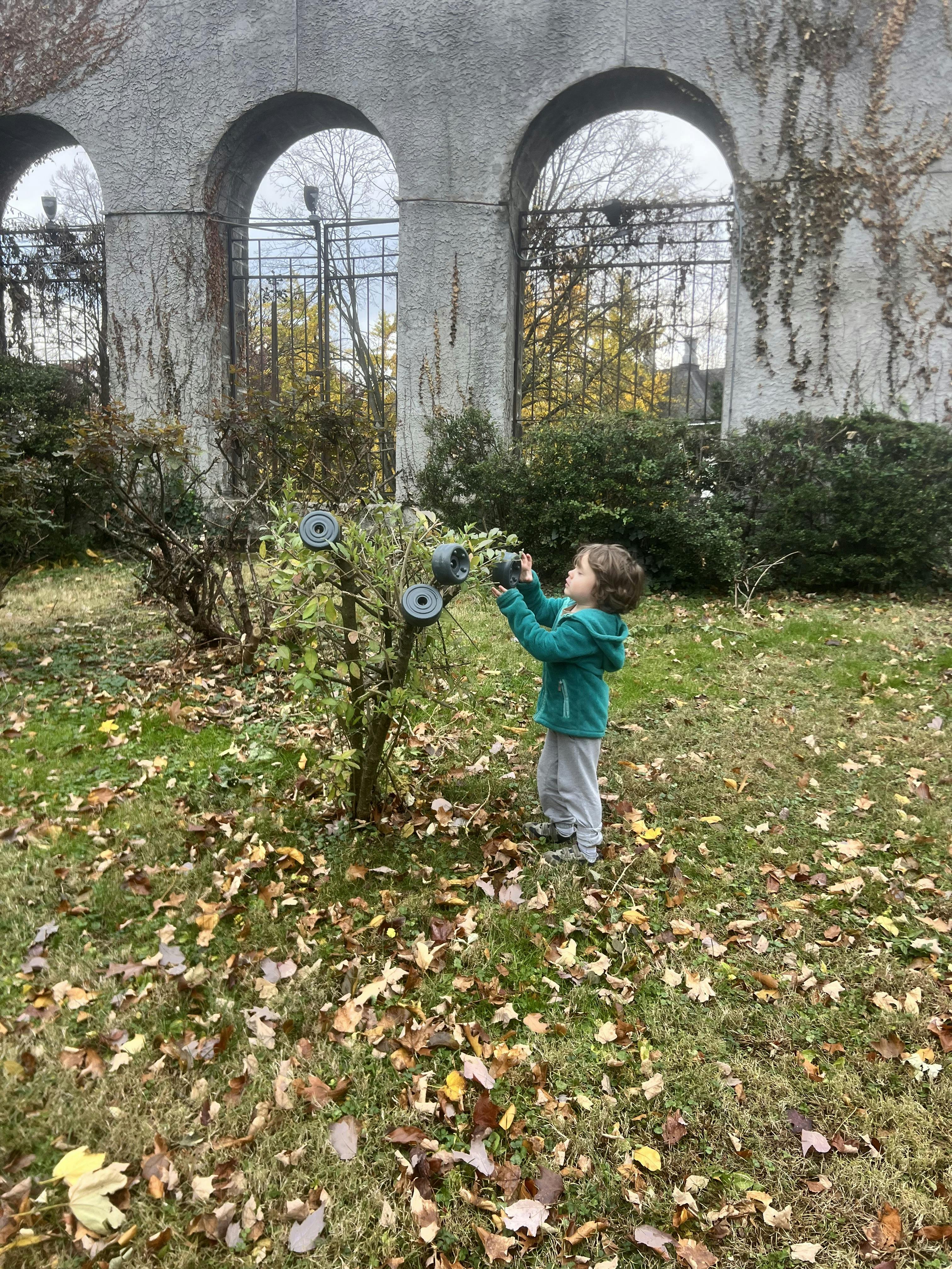 Child reaching towards a bush with four black circular objects attached