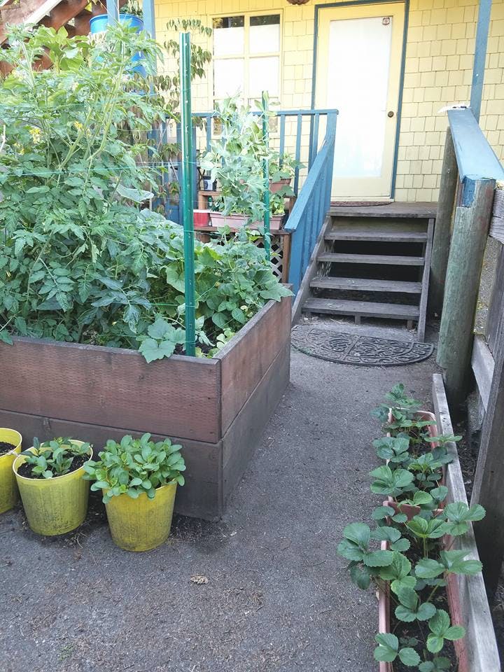 Raised garden bed with plants next to outdoor stairs and a door