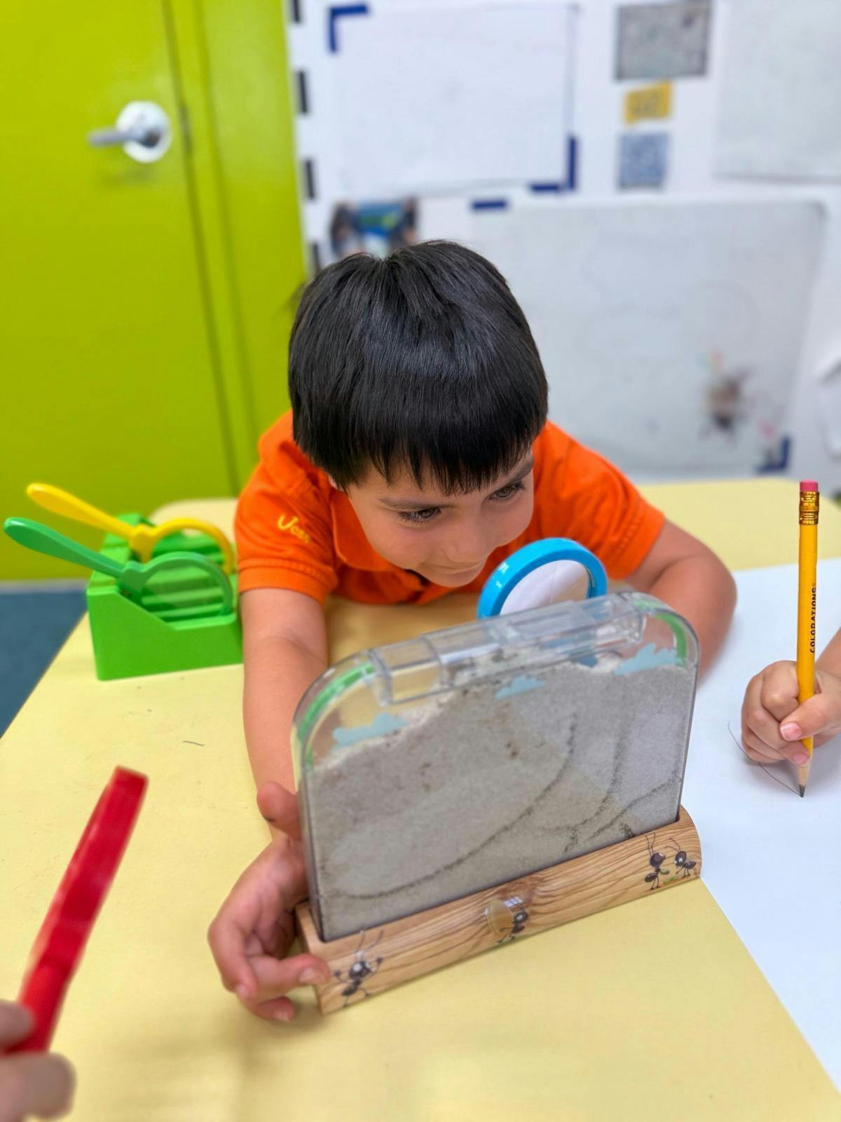 Child looking at an ant farm on a table