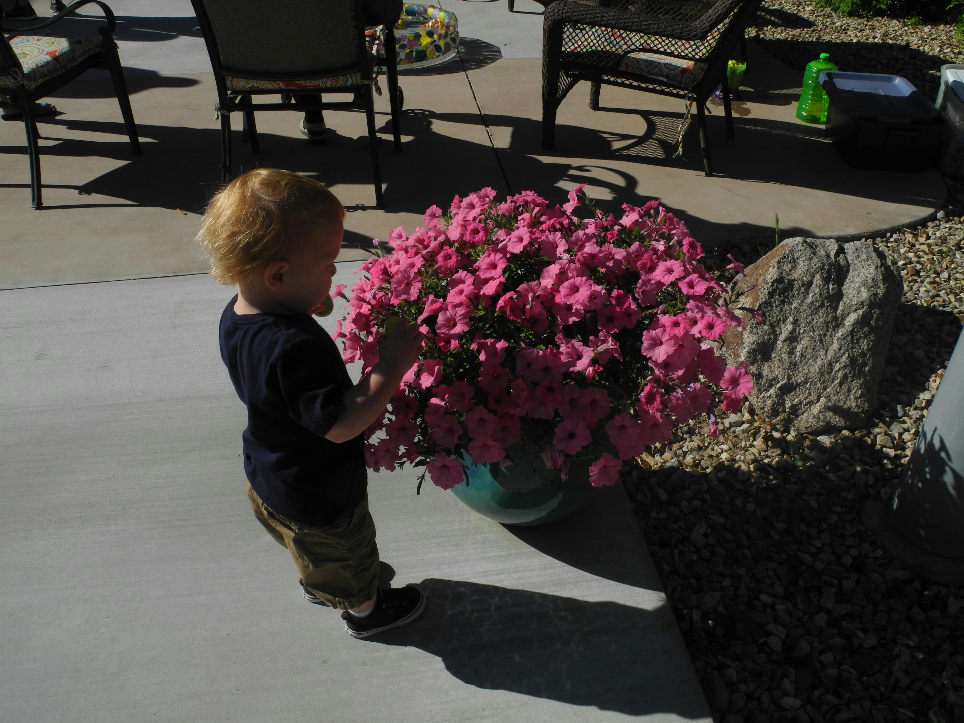 Child looking at a large pot of pink flowers