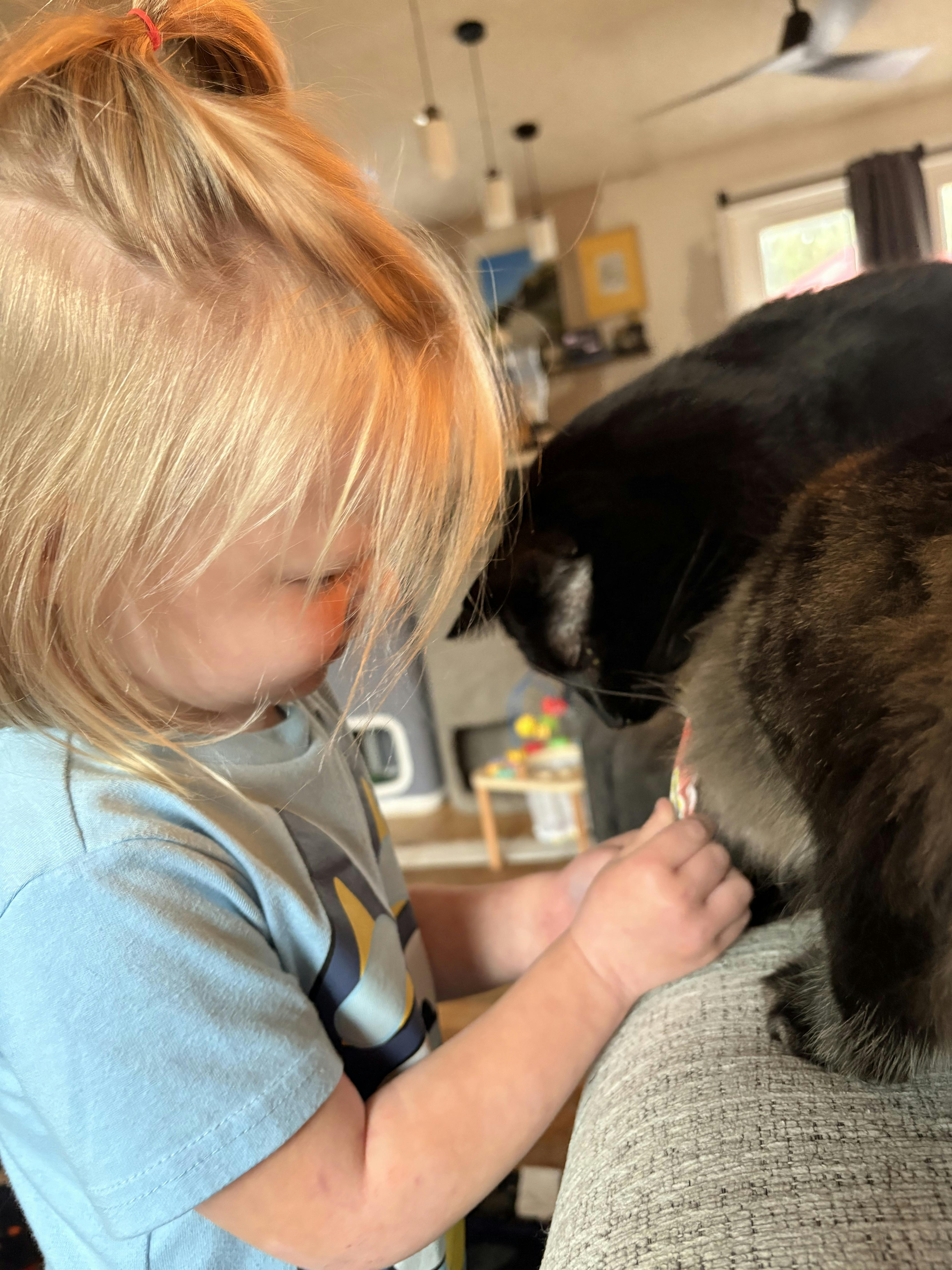 Child touching a cat sitting on a couch