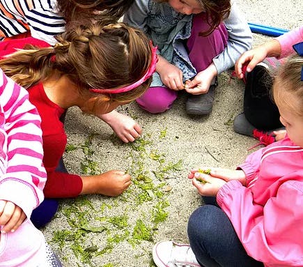 Children on the ground examining green leaves