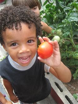 Child holding a red tomato