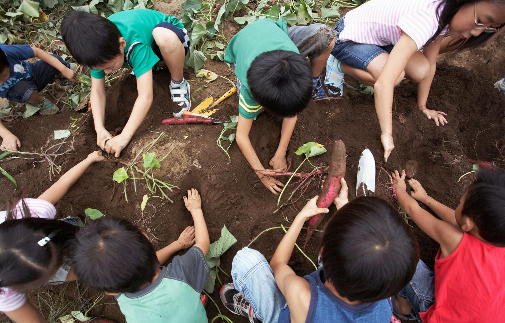 Children harvesting root vegetables from the ground