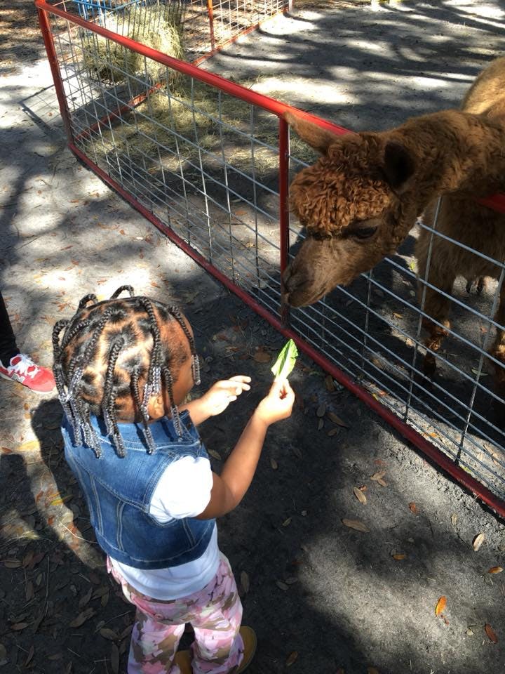 Child feeding a leaf to an animal through a fence