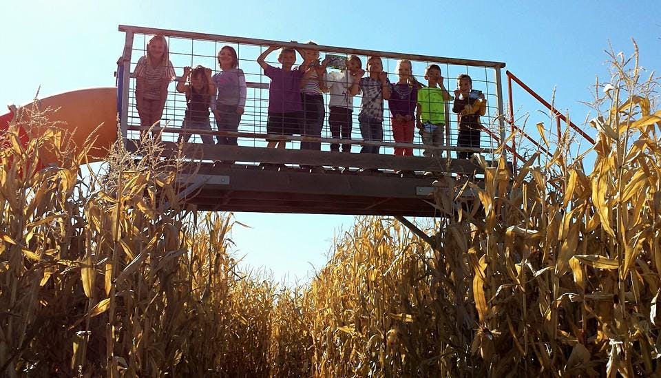 Group of children and teens standing on a platform above a cornfield