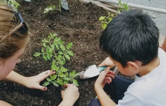 Two people planting a small plant in soil