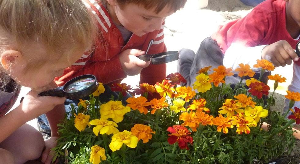 Children looking at flowers with magnifying glasses