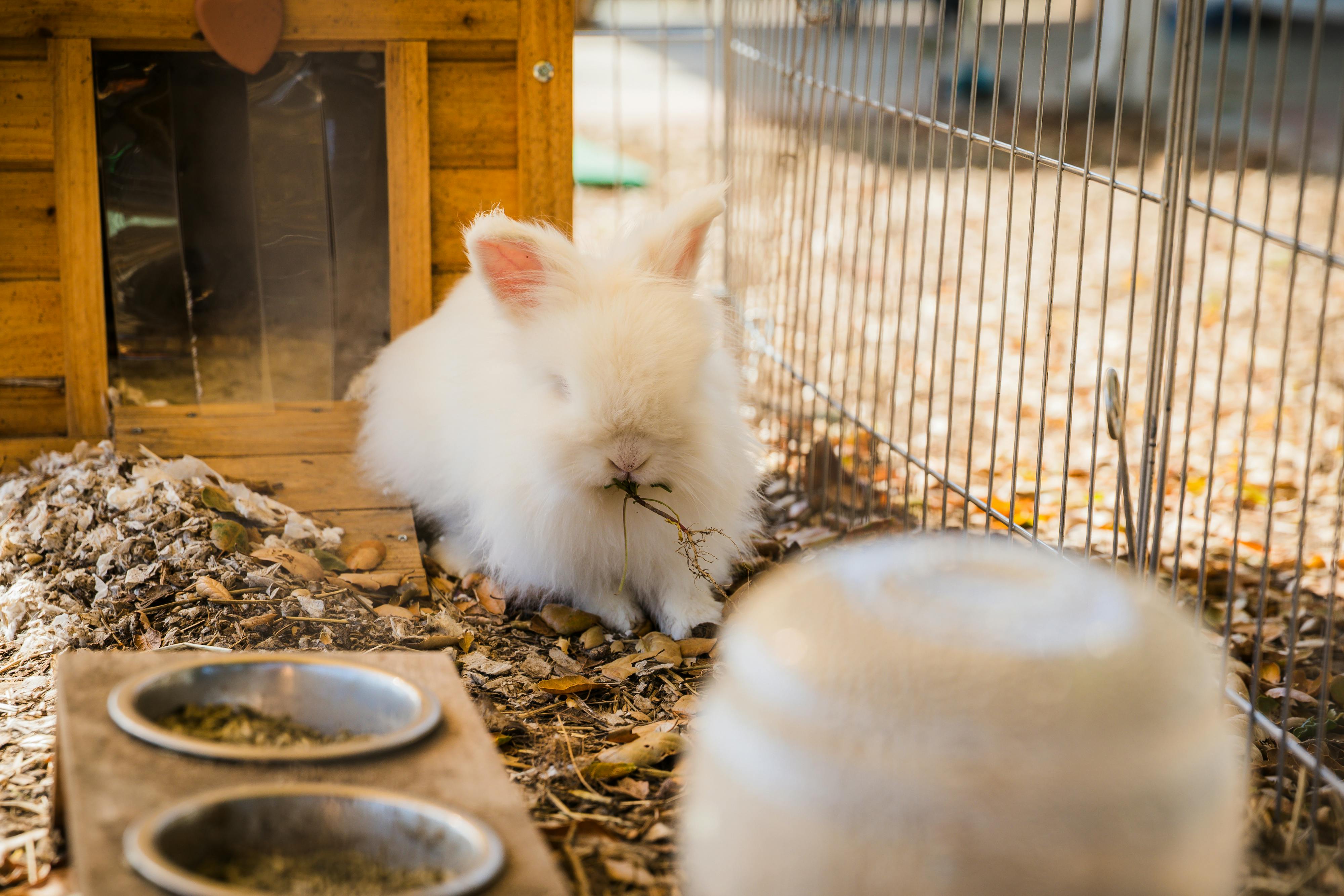 White rabbit eating hay in an enclosure with a wooden hutch