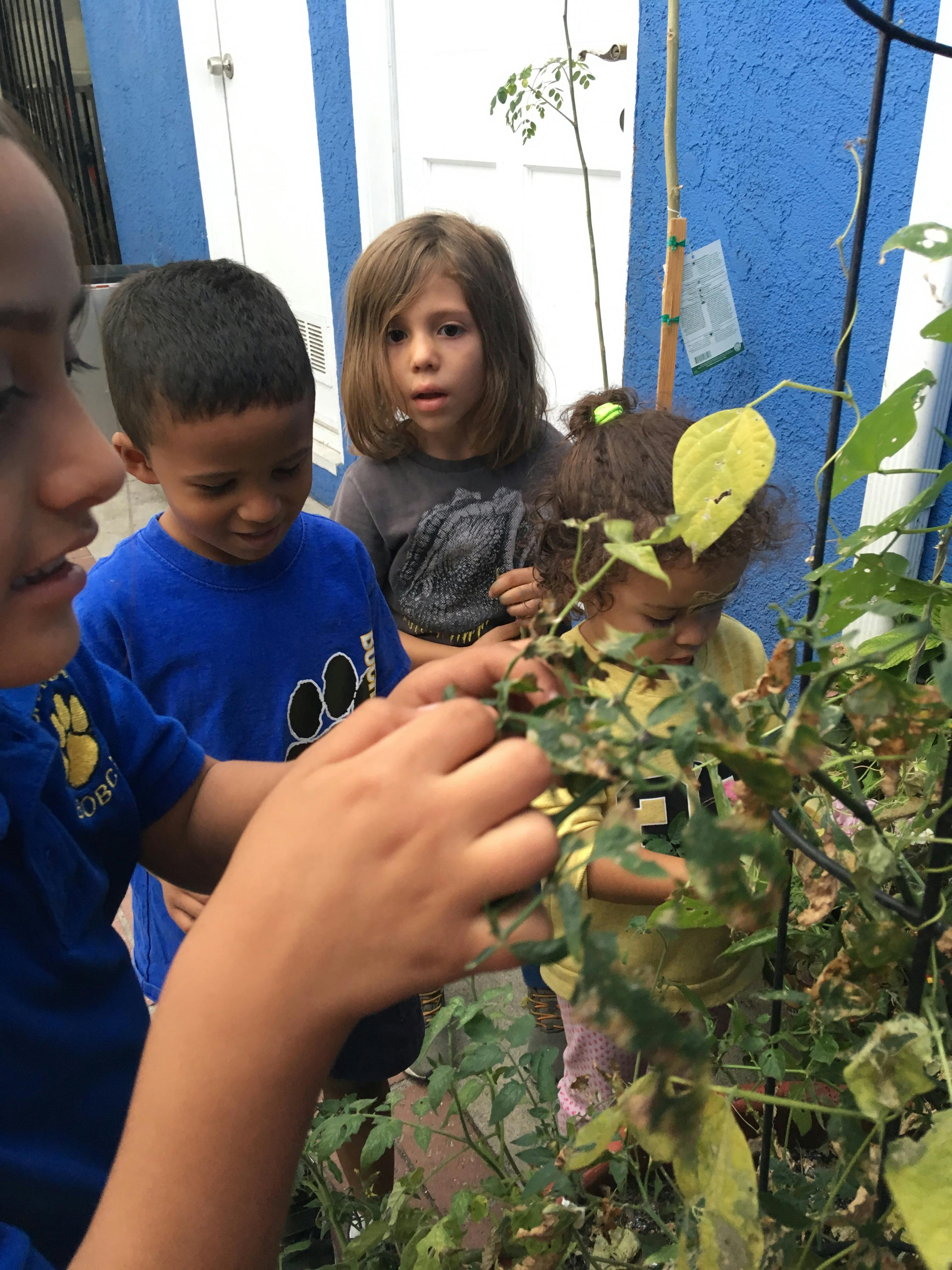 Children looking at a plant