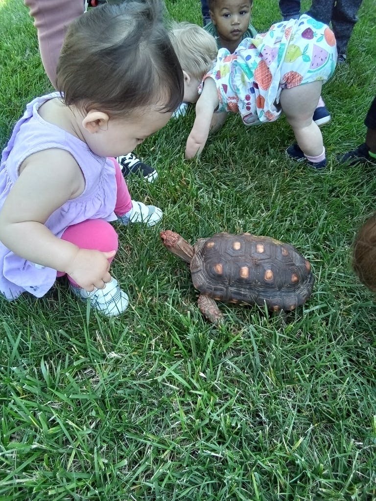 Child crouching on grass looking at a tortoise