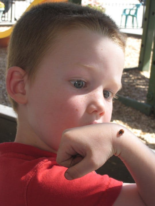 Child looking at a ladybug on their hand