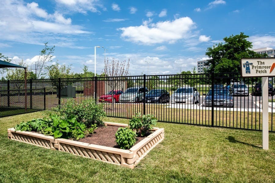 Raised garden bed with plants in a grassy area next to a fence and parking lot