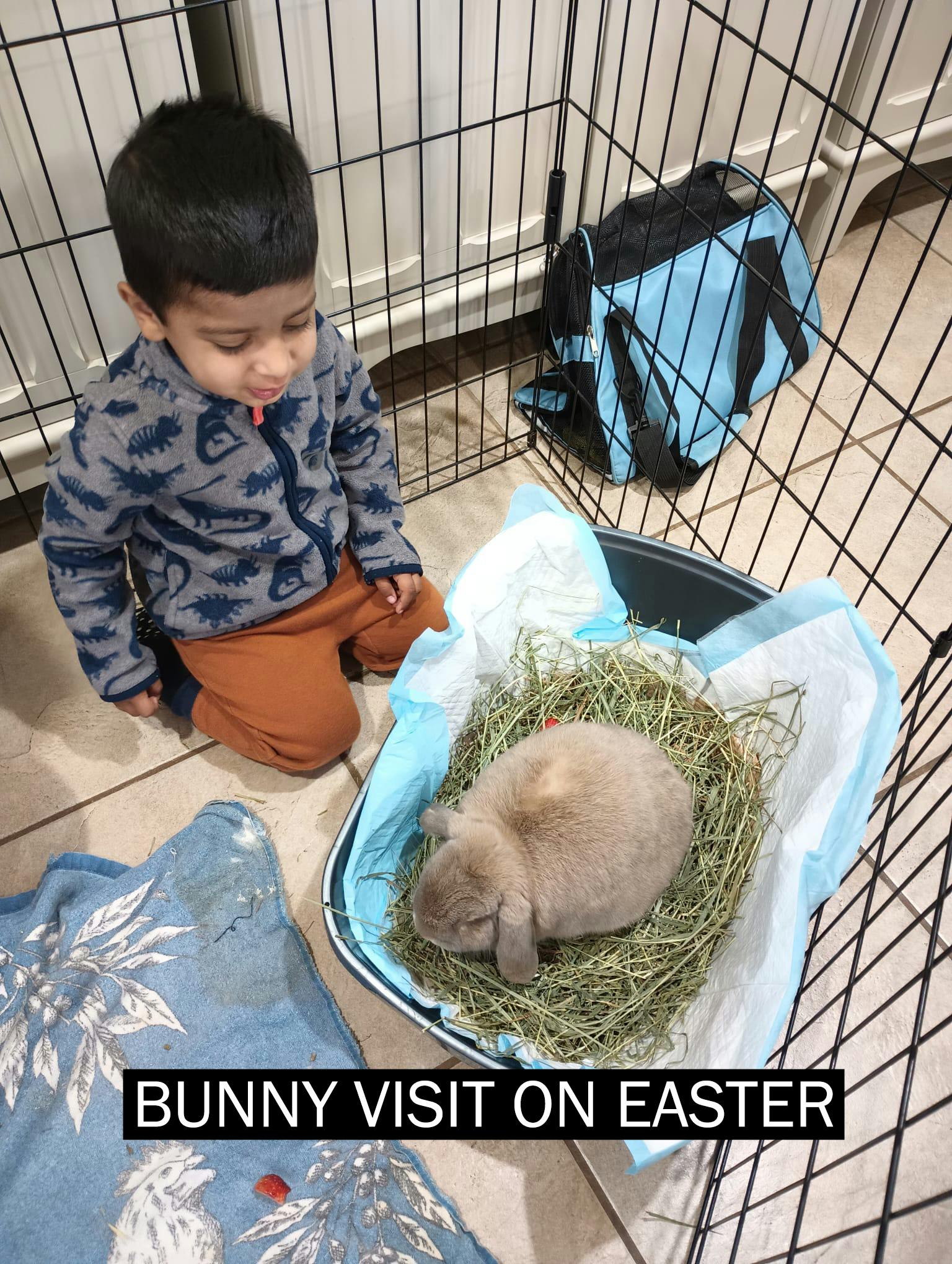 Child looking at a bunny in a pen with hay