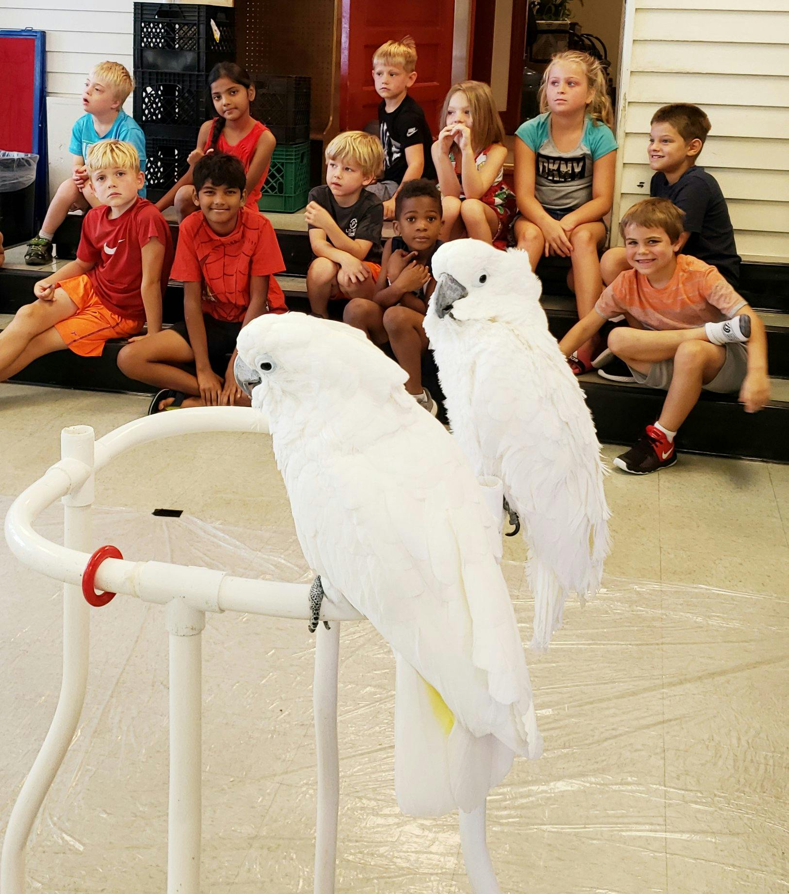 Two white parrots on a perch in front of children sitting on steps