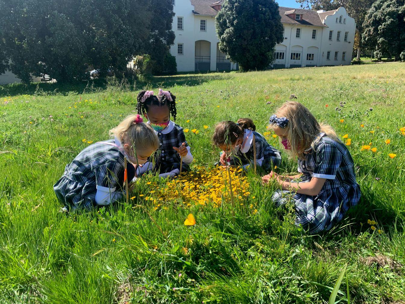 Four children in plaid dresses kneeling around a patch of yellow flowers in a grassy field