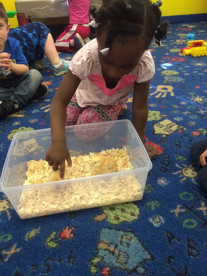 Child touching a chick in a clear container with wood shavings