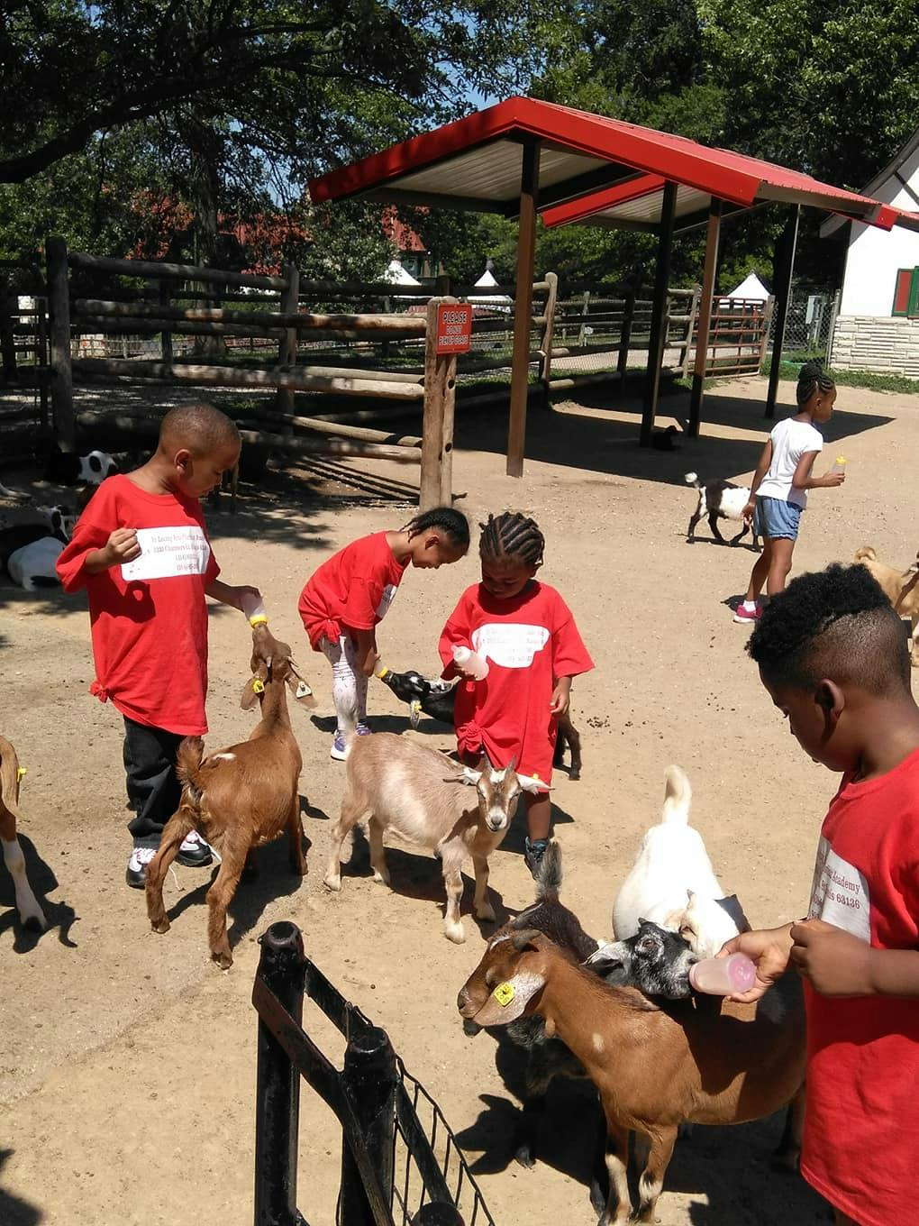 Children feeding goats at a petting zoo