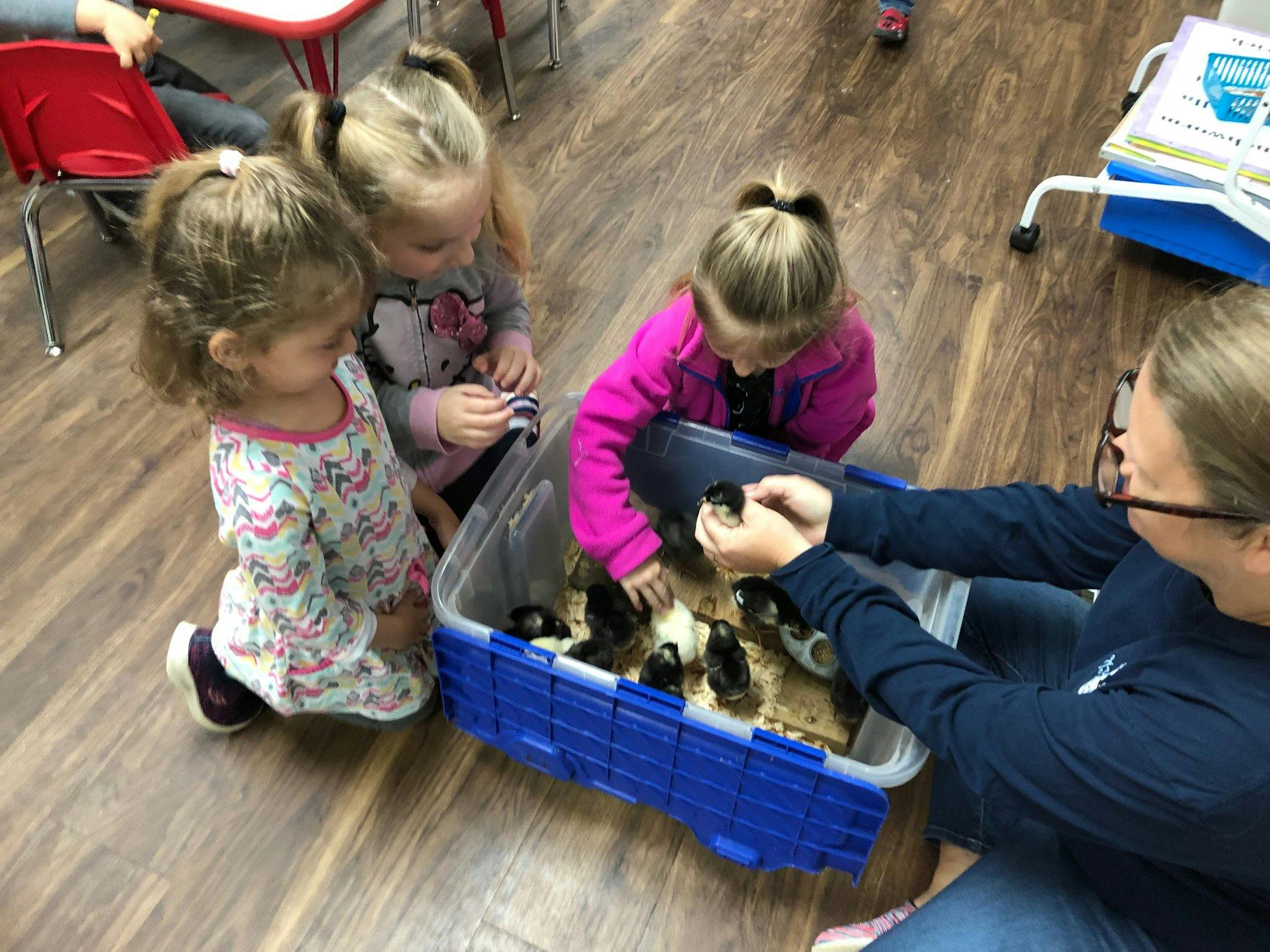 Adult and three children interacting with chicks in a container