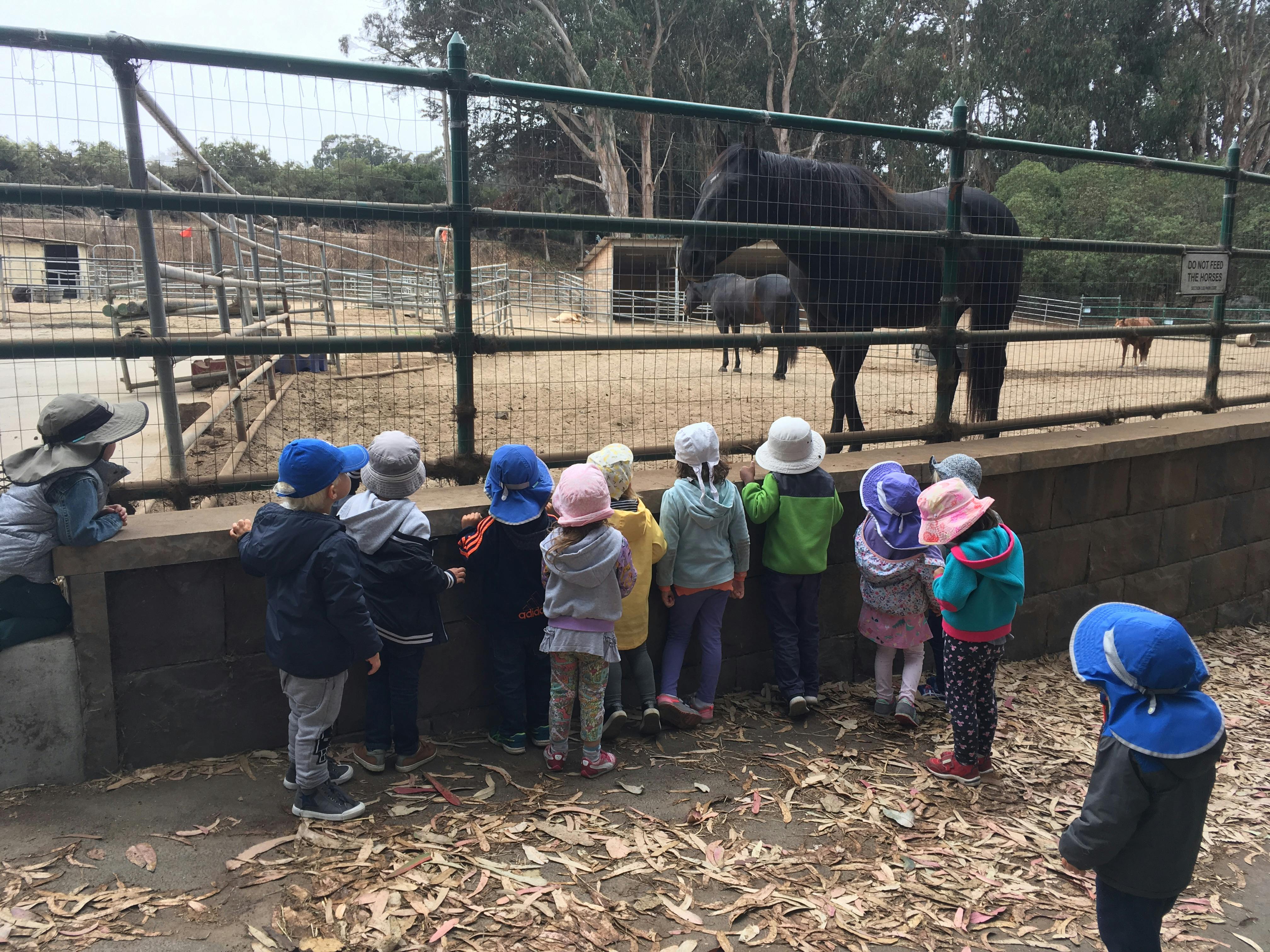 Children looking at a horse behind a fence