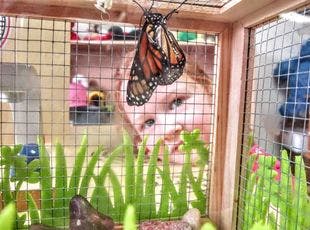 Monarch butterfly in a cage with a child looking through the mesh